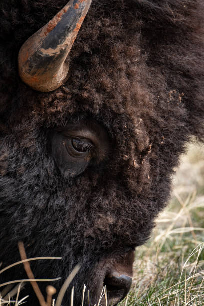 American Bison Closeup stock photo