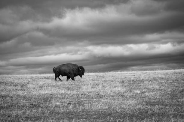 Bison on the Horizon stock photo