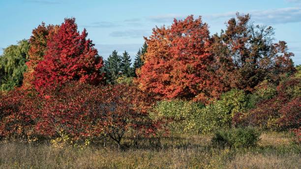 istock Colorful trees during autumn in Milton, Ontario, Canada 1432360761