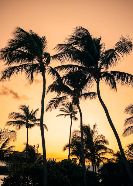 istock palm trees at sunset in Miami Beach 1432361258