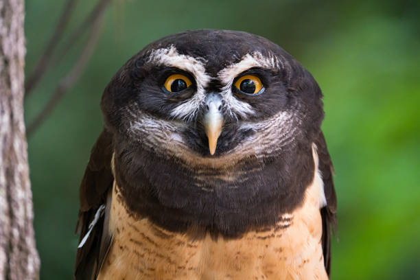 A Spectacled Owl Perched and Looking at the Camera A Spectacled Owl Perched and Looking at the Camera in Huntersville, North Carolina, United States spectacled owls (pulsatrix perspicillata) stock pictures, royalty-free photos & images