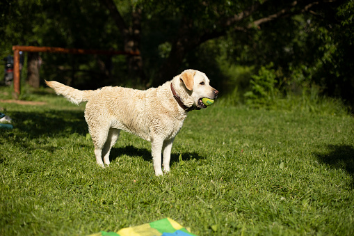Dog with white coat. Labrador at picnic. Pet in summer in park. in Moscow, Moscow, Russia