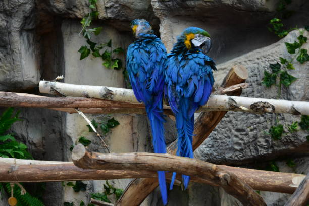 Beautiful pair of parrots Ara ararauna on a branch