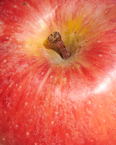 A red paradise apple in natural settings hanging on a branch a sunny day, Healthy to eat. An apple a day keeps the doctor away.