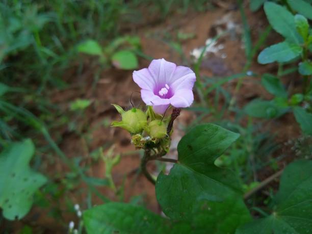 istock Ipomoea triloba, Ipomoea morning glory 1432370940