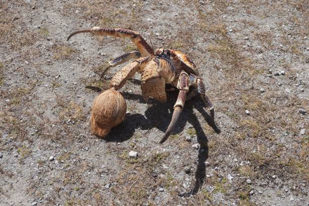 High Angle View of a Coconut Crab with Coconut Local islanders put crab and coconut on display for visitors to have a look at coconut crab stock pictures, royalty-free photos & images