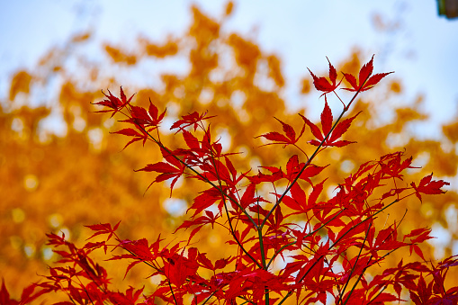 Autumn colors are starting to change from green to yellow, to orange, to reds. This Chinese Pistache tree is set off dramatically with a bright blue sky. Focus on the lower branches closest to the camera.