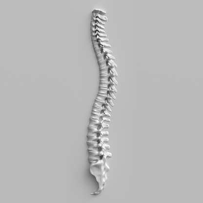 3d spine model on a uniform gray background