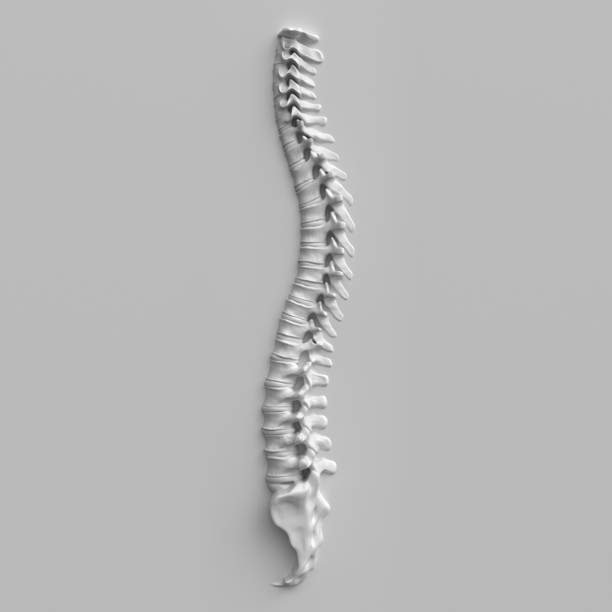 Spine model stock photo
