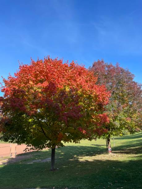 istock Colourful autumn trees in the park 1432372216