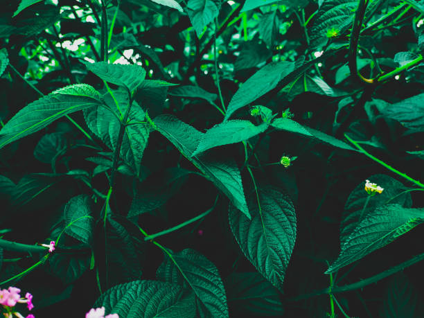 Green leaves Background. Nature abstract background. Tropical forest.
