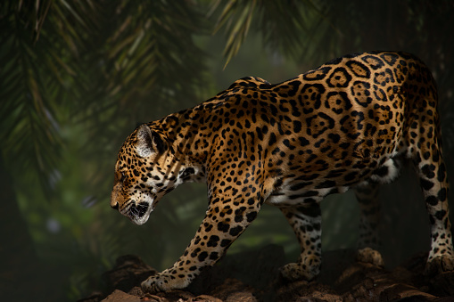 Jaguar walking on blurred background.