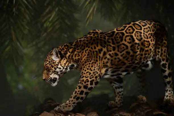 Panthera onca