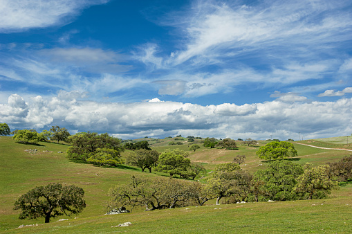 Springtime view of California oak trees growing on the rolling foothills of the California coast range.