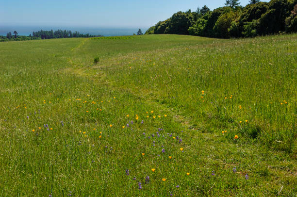 istock Foothills Covered with Poppy Wildflowers 1432374841