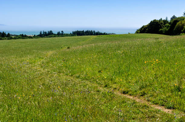 Foothills Covered with Poppy Wildflowers
