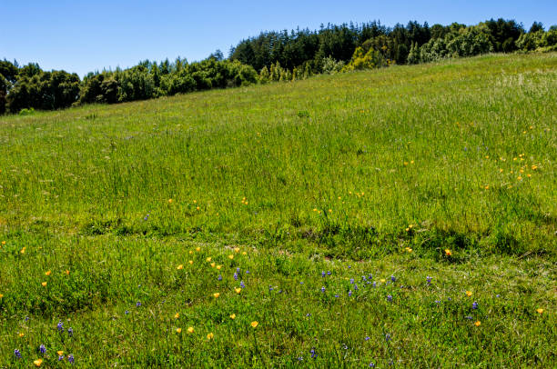 istock Foothills Covered with Poppy Wildflowers 1432374848