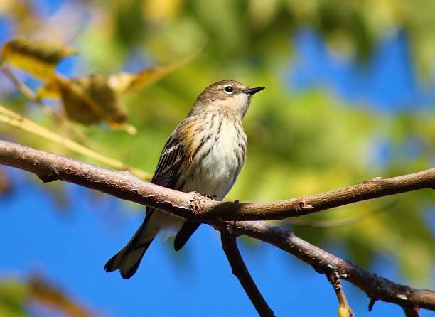 istock Yellow-rumped warbler songbird 1432375679