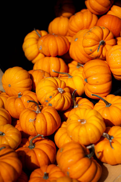 istock Small orange pumpkins in a pile 1432376489
