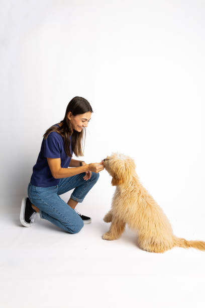 istock Young woman training obedience Goldendoodle puppy 10 months laying down white background 1432376548
