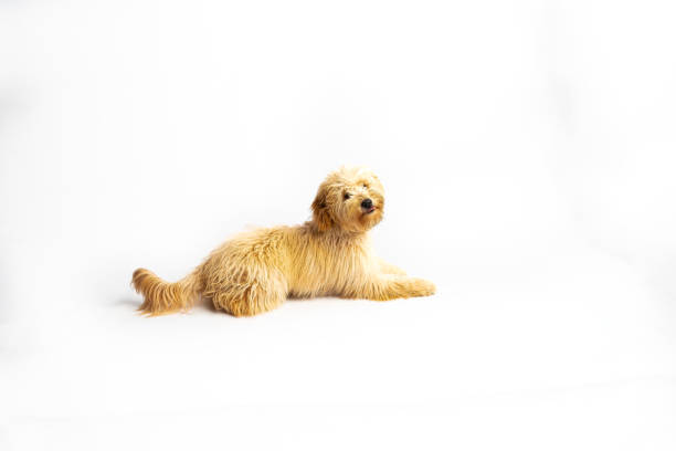 Goldendoodle puppy