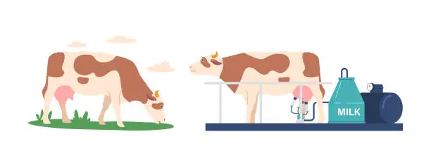 Vector illustration of Cow Gazing On Field, Automated Milking Process On Factory Or Plant. Industrial Stages Of Dairy Organic Food Production