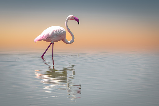 istock Pink Flamingo 1432379342