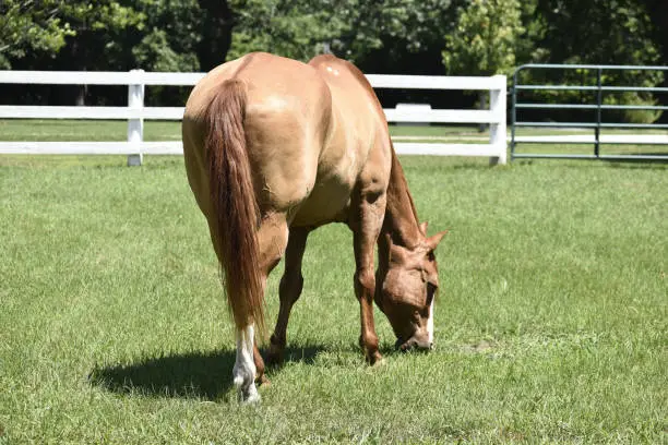 Photo of Back View Brown Horse Grazing