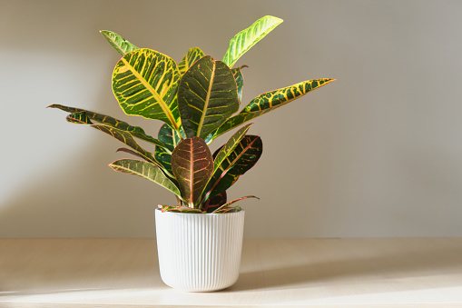 croton flower in a white pot on a wooden table on a gray background, croton plant at home