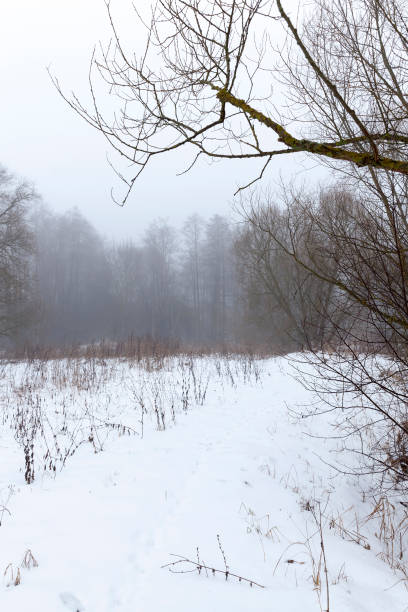 istock Deciduous trees in the snow in winter 1432384733