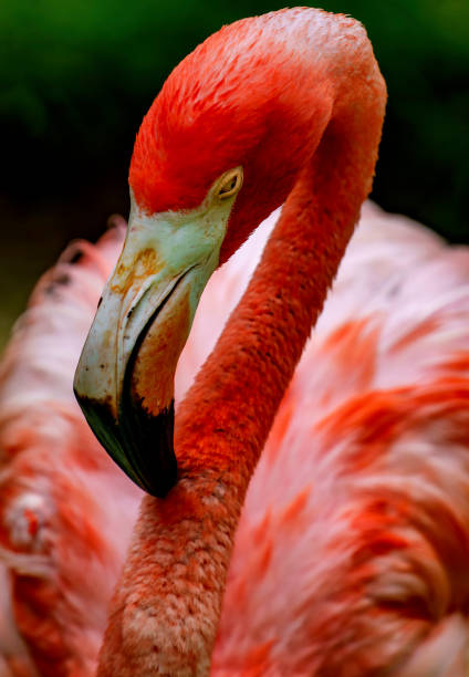 istock Pin kFlamingos in a Caribbean wildlife preserve 1432385103