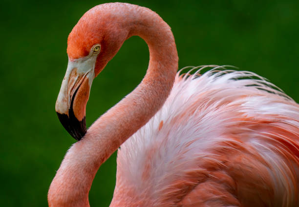 istock Pin kFlamingos in a Caribbean wildlife preserve 1432385105