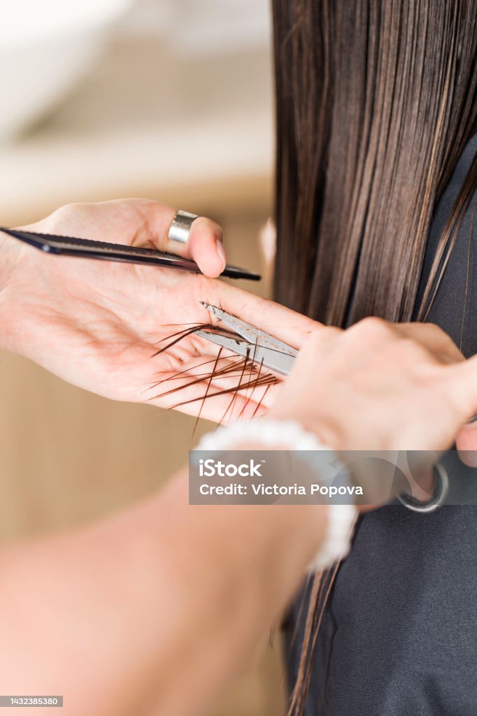 The hairdresser holds a section of the client's straight hair and cuts it. The concept of a beauty salon The hairdresser holds a section of the client's straight hair and cuts it. The concept of a beauty salon, training in the profession of a hairdresser. Cutting Hair Stock Photo