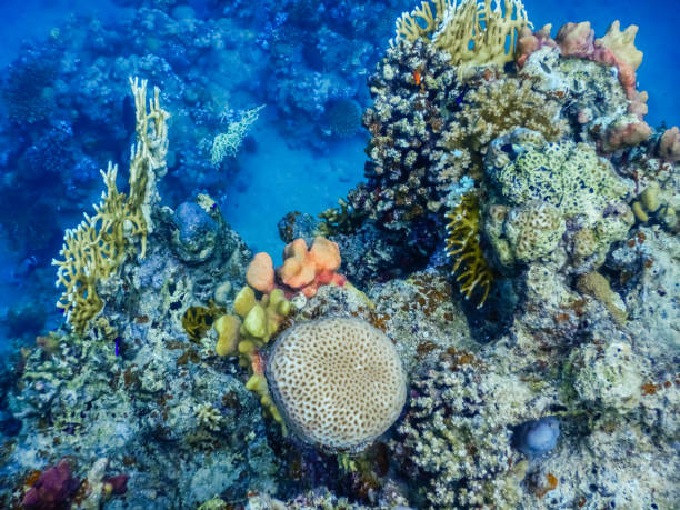 istock amazing corals in the red sea while diving in egypt 1432387939