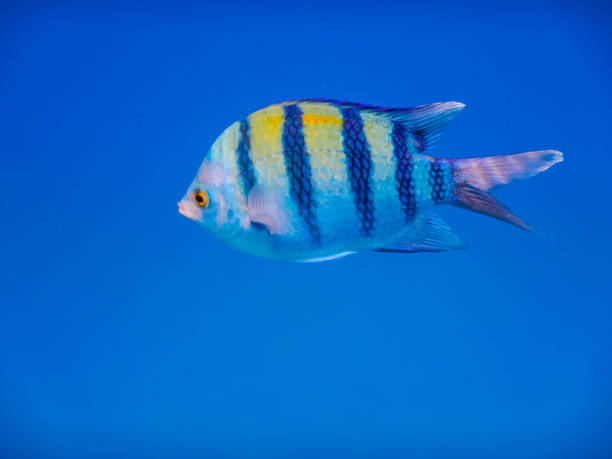 istock indopazific sergeant fish from the side in deep blue seawater 1432387972