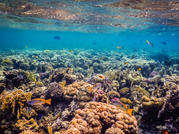 istock wonderful colorful corals and fishes under the surface while snorkeling 1432388202