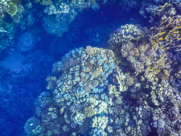 istock view into the blue deep while snorkeling on vacation in egypt 1432388205