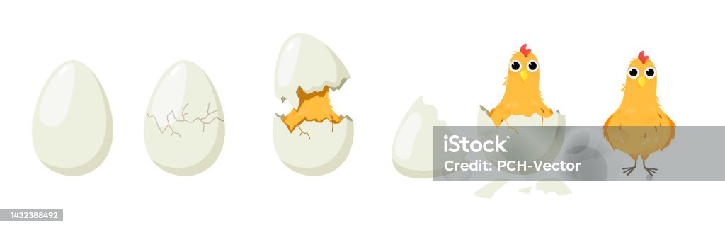 Steps Hatching Cute Chick Hatching Process Set Stock Illustration - Download Image Now ...