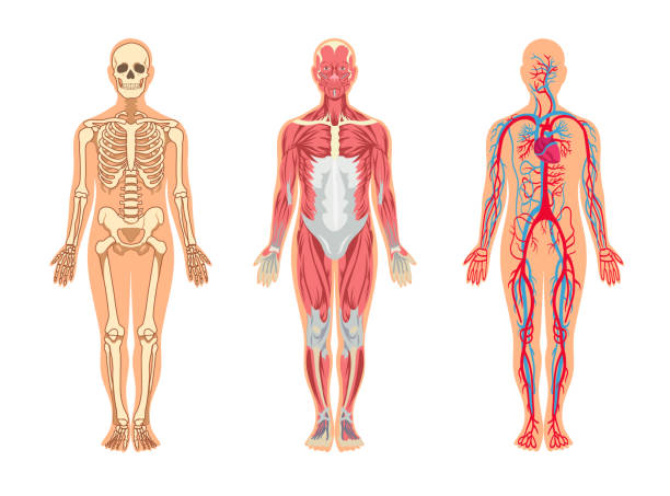 ilustraciones, imágenes clip art, dibujos animados e iconos de stock de músculos y huesos en el cuerpo humano conjunto de ilustraciones vectoriales - muscular build human muscle men anatomy
