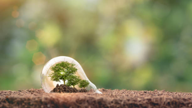 istock light bulb in soil on natural background Protect the environment Renewable energy Sustainable renewable energy sources Green energy innovation and environmentally friendly energy technology. 1432394585