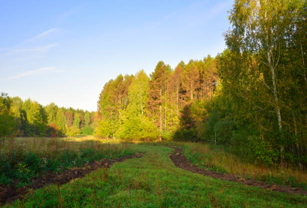 Forest park in early autumn. Green trees in the morning light under a blue sky. Novosibirsk, Siberia, Russia, 2022