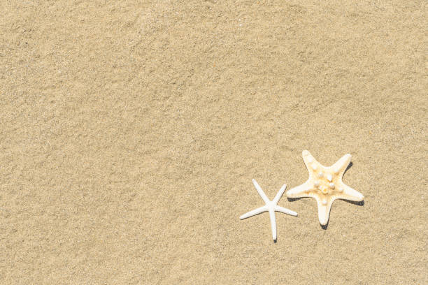 starfishes on sand. sea summer vacation background. copy space for the text. top view - shell sea souvenir island imagens e fotografias de stock