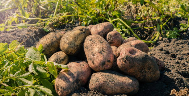 istock Fresh dug potatoes in the garden. 1432398782