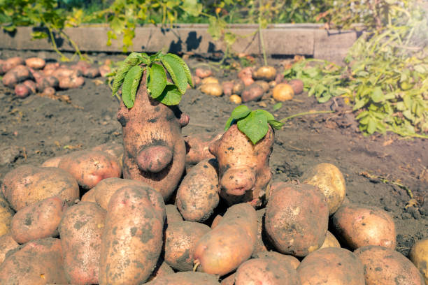 istock Fresh dug potatoes in the garden. 1432398783