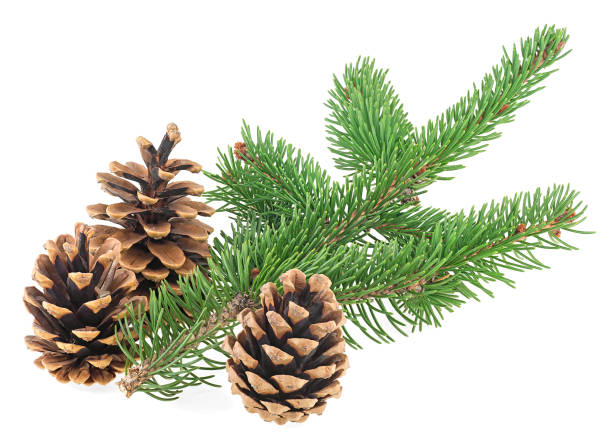 istock Three pine cones with fir branch isolated on a white background 1432398903