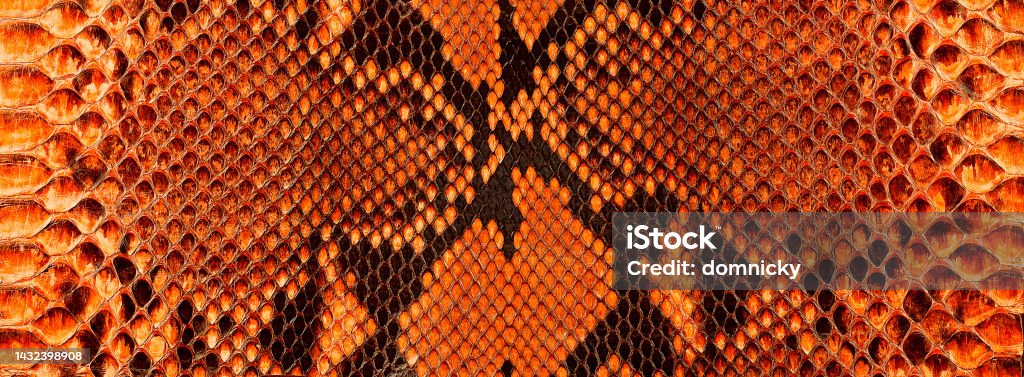 Leather Surface With Python Skin Texture Python Skin Tropical Wildlife ...