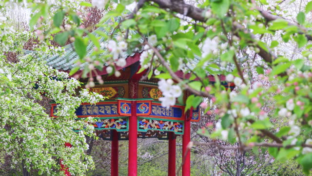 Pear flowers in Lhasa Park are in full bloom