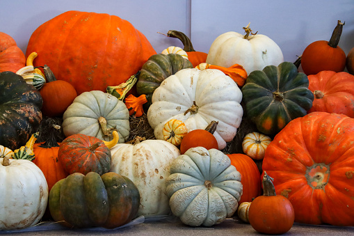 Display of pumpkins and other seasonal squash