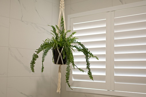 Hanging fern plant in bathroom with plantation shutters in the background.