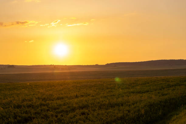 istock A field at sunset with flying insects 1432404972